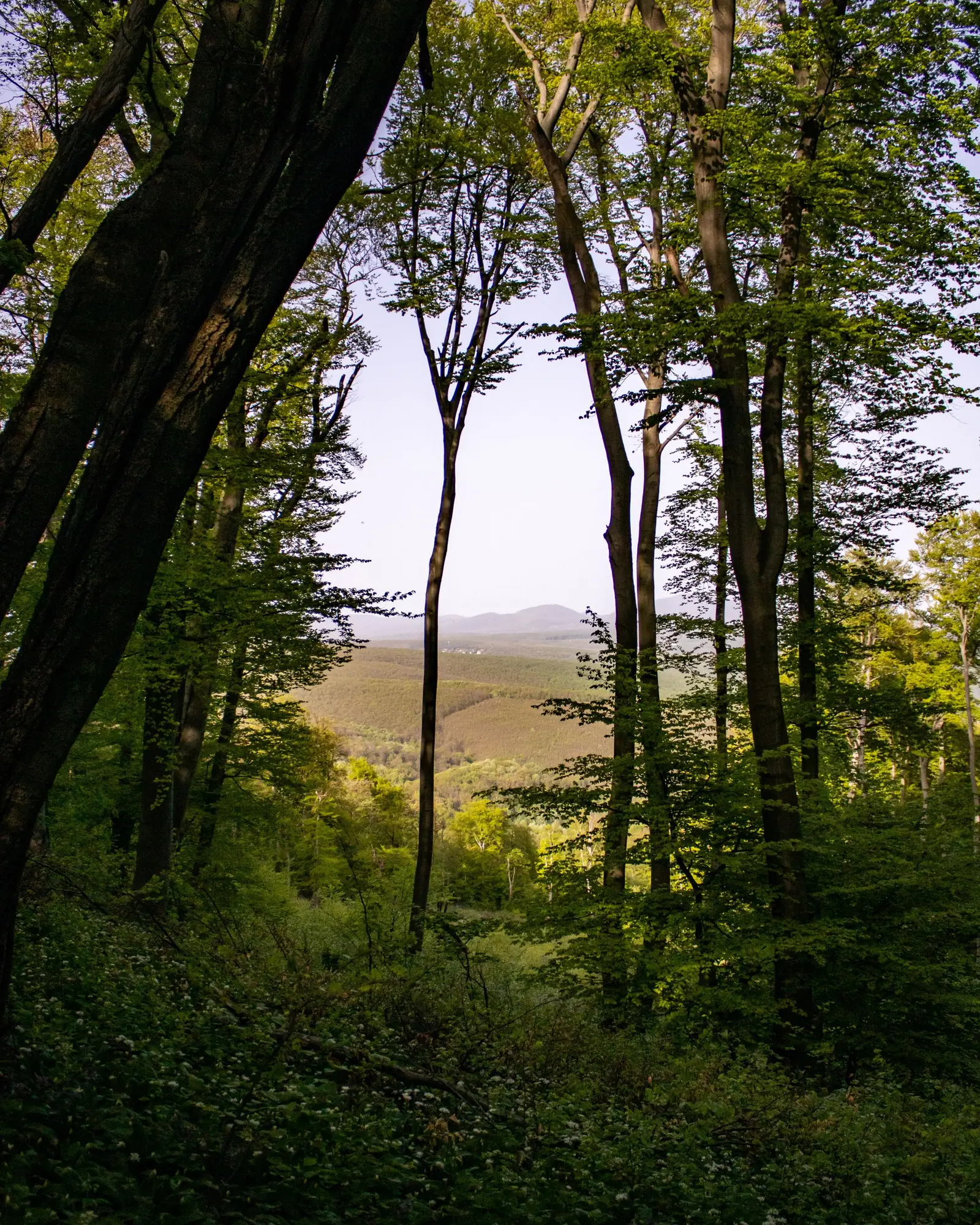 Bos in het Mecsek-gebergte bij Pécs, met doorkijk naar de heuvels erachter.