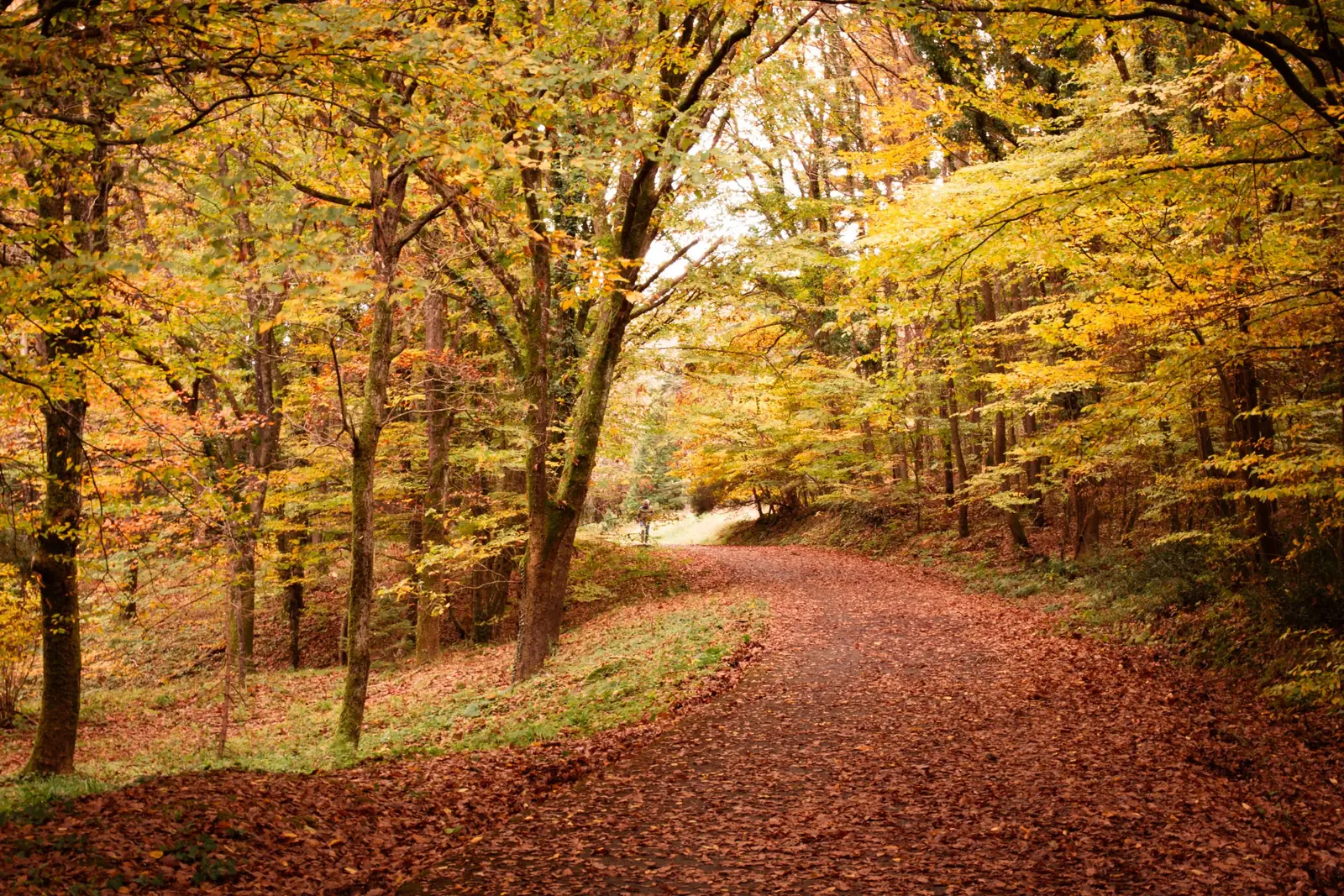 Een bospad bedekt met herfstbladeren.